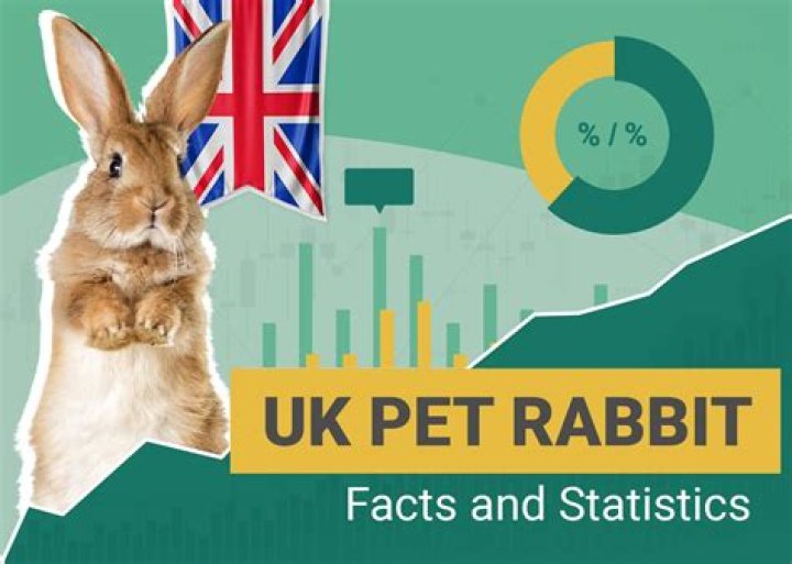 Elizabeth Rabbit video statistics